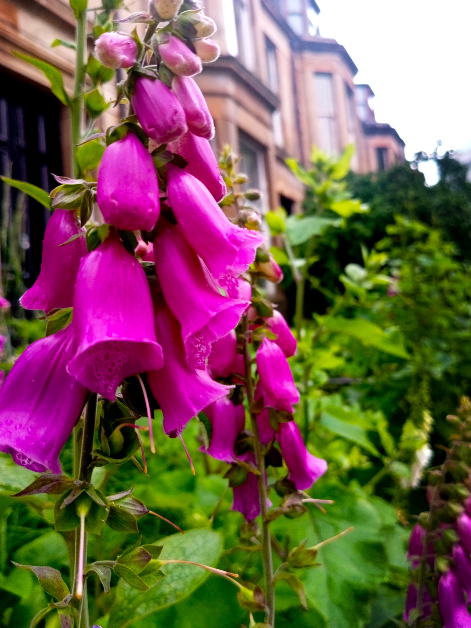 Things that Blooms in Silence